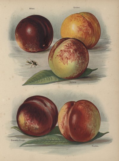 Milton, Goldoni, Victoria, Stanwick Elruge, Newton da English School